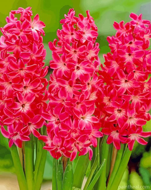 Red Hyacinth French Flowers Painting By Numbers Kits