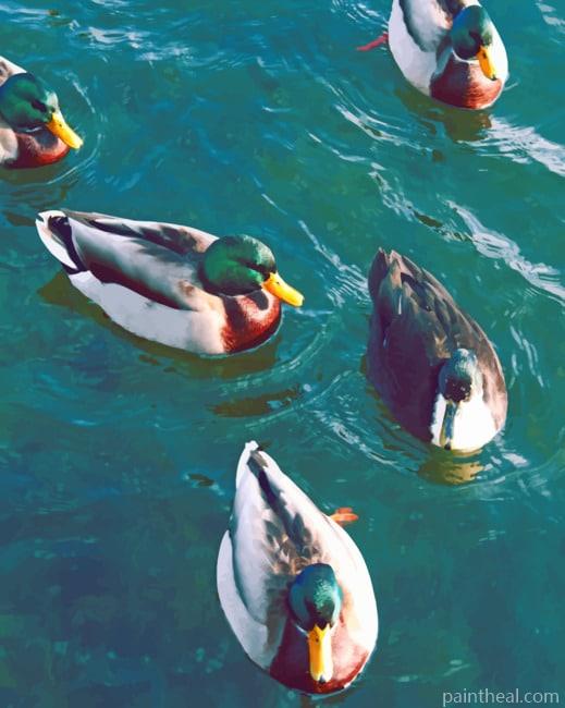 Floating Mallard Ducks Painting By Numbers Kits