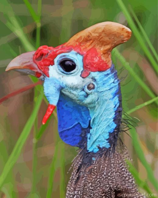 Guineafowl Head Painting By Numbers Kits