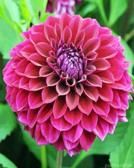 Fuchsia Flower Dahlia Painting By Numbers Kits