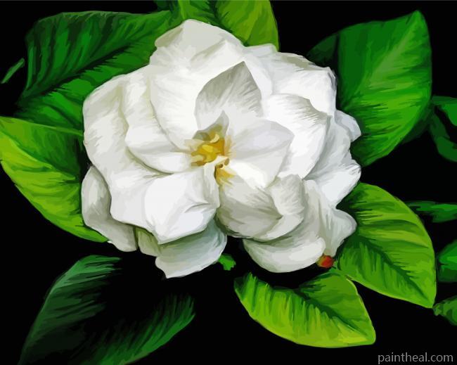 Gardenia Flowers Illustration Painting By Numbers Kits