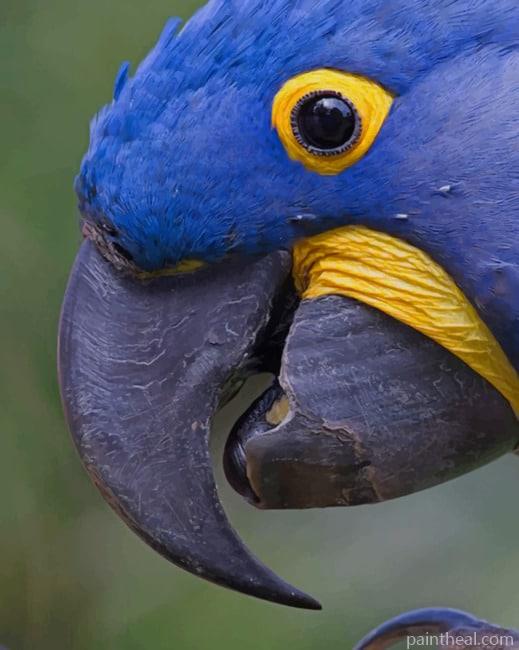 Hyacint Macaw Painting By Numbers Kits