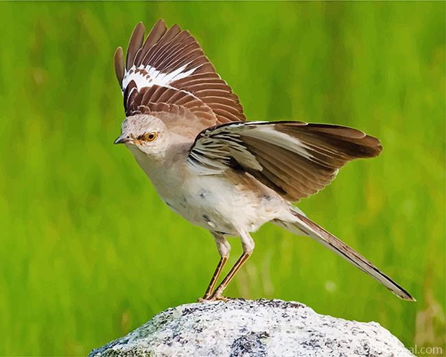 North American Mockingbird Painting By Numbers Kits