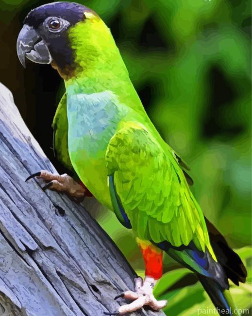 Nanday Conure Parrot Painting By Numbers Kits