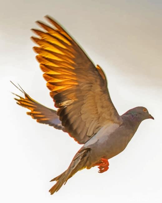 Flying Rock Dove Painting By Numbers Kits