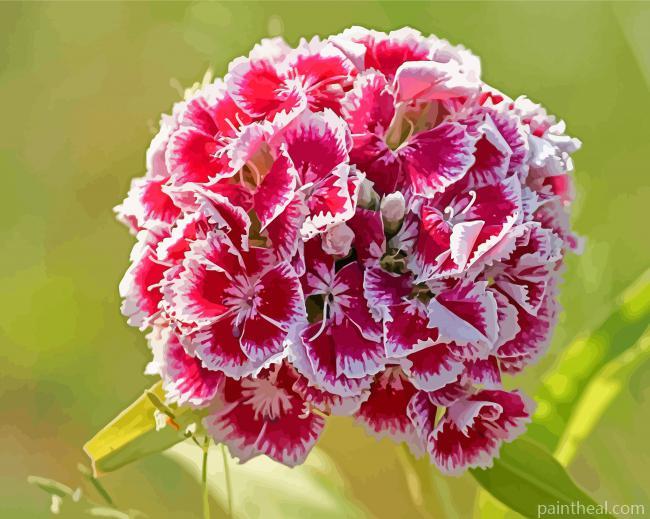 Red Sweet William Flowers Painting By Numbers Kits