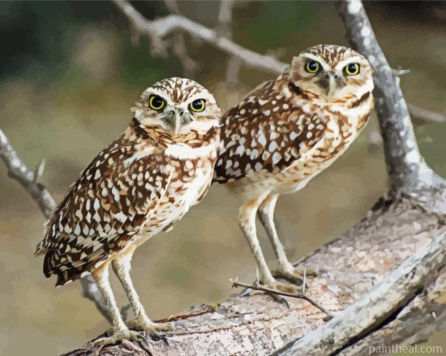 Burrowing Owl Birds On A Branch Painting By Numbers Kits