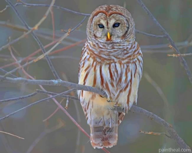 Barred Owl Painting By Numbers Kits