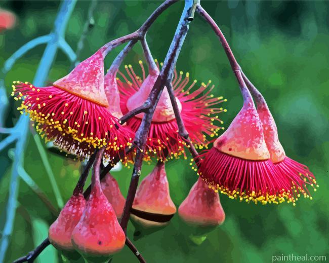 Australian Flowers Painting By Numbers Kits