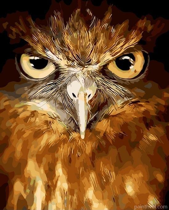 Owl Face Painting By Numbers Kits
