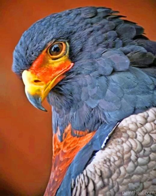 Bird Of Prey Painting By Numbers Kits