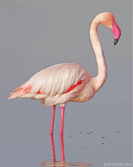 White Pink Flamingo Bird Painting By Numbers Kits