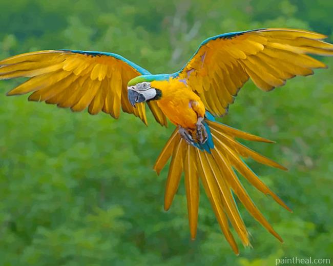 Blue And Yellow Macaw Bird Painting By Numbers Kits