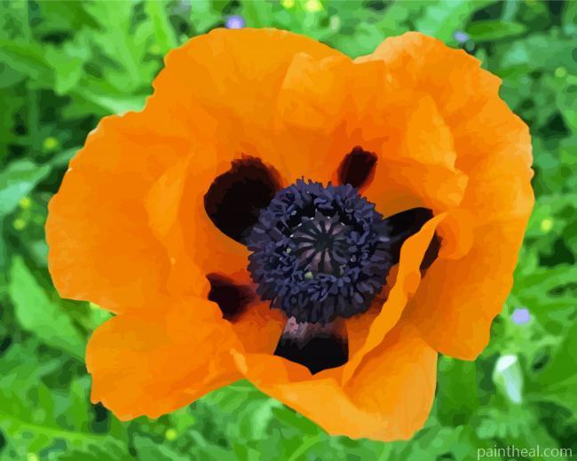 Orange Poppy Painting By Numbers Kits
