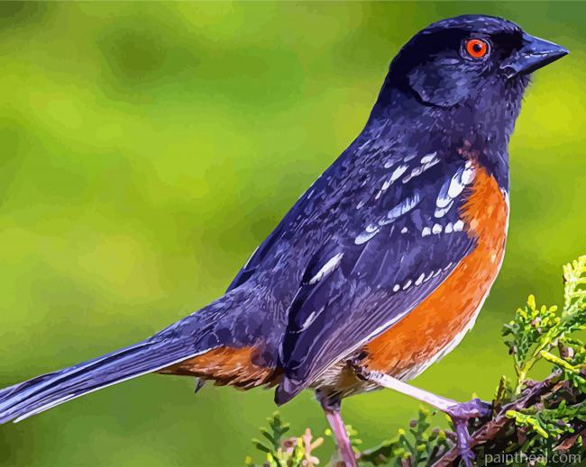 Black Towhee Bird Painting By Numbers Kits