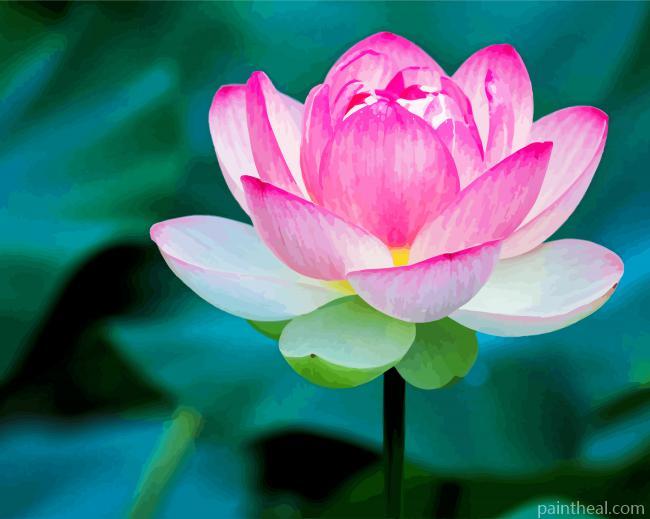 Lotus Blossom Flower Painting By Numbers Kits