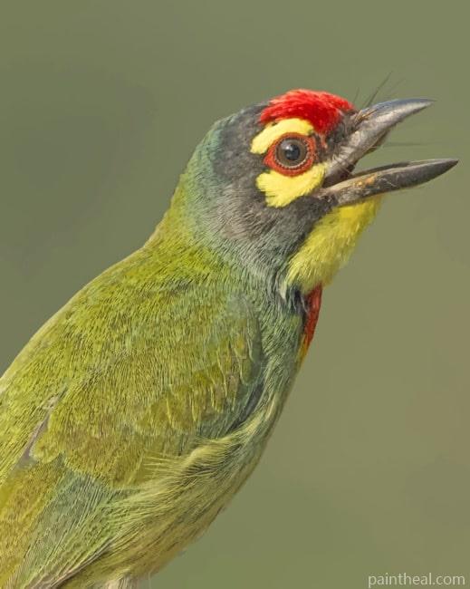 European Green Woodpecker Bird Painting By Numbers Kits