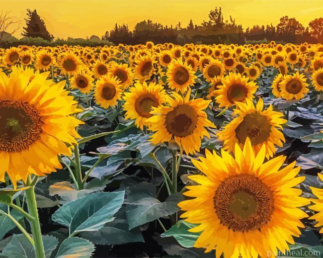Summer Field Of Sunflowers Painting By Numbers Kits