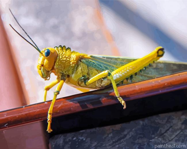 Desert Locust Insect Painting By Numbers Kits