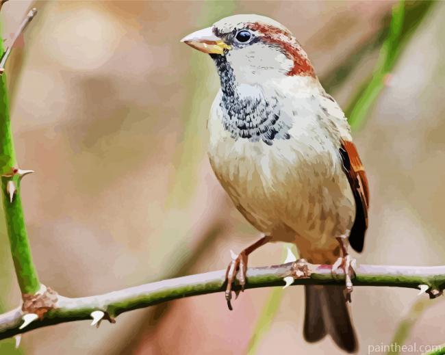 Close Up House Sparrow Bird Painting By Numbers Kits