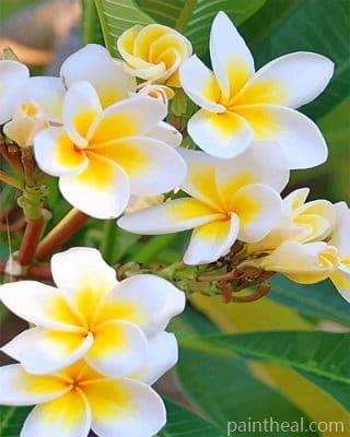 Beautiful Orchid Flower NEW Painting By Numbers Kits