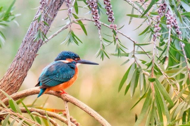 Kingfisher Bird Painting By Numbers Kits