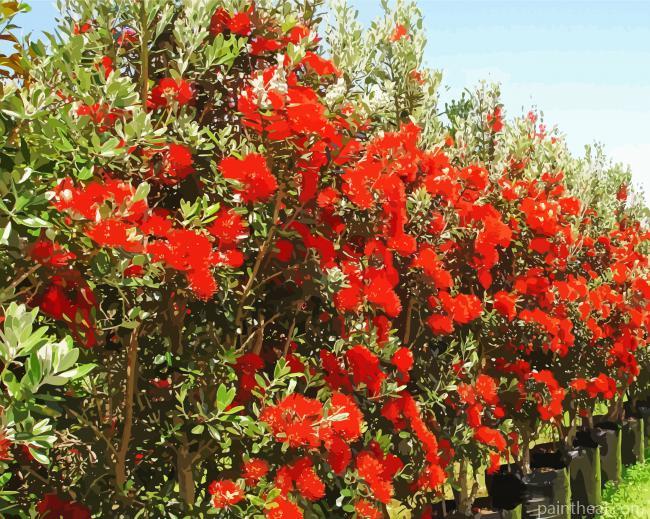 Red Pohutukawa Tree Painting By Numbers Kits