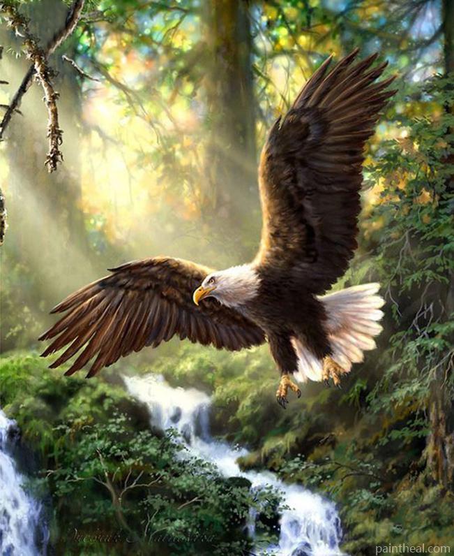 Eagle flying in the wood Painting By Numbers Kits