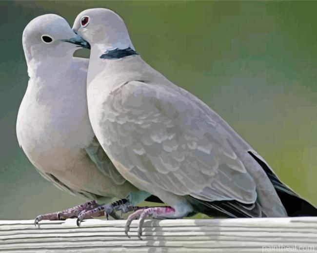 Gray Dove In Love Painting By Numbers Kits