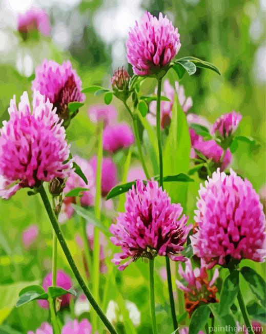 Red Clover Blossoms Painting By Numbers Kits