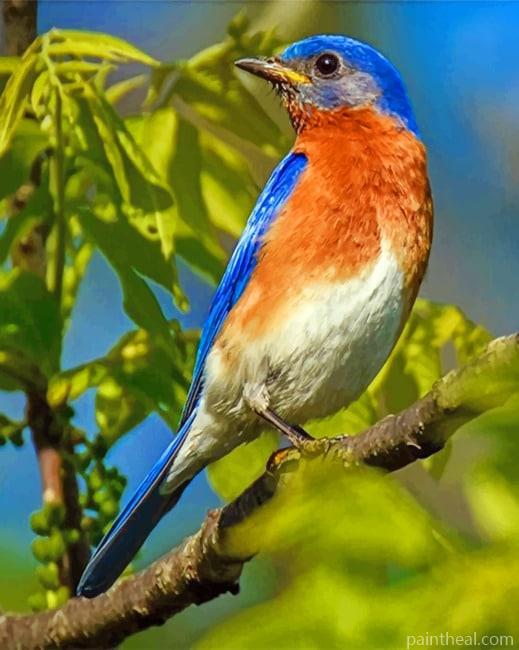 Eastern Blubird Painting By Numbers Kits