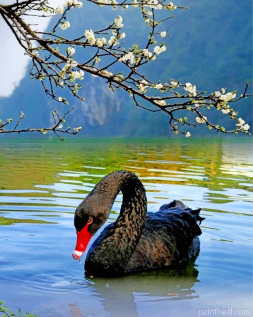 Black Swan Bird Painting By Numbers Kits