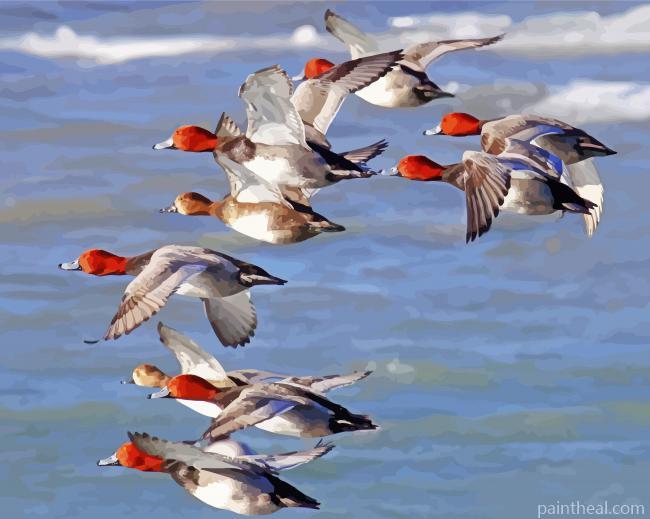Redhead Birds Flying Painting By Numbers Kits