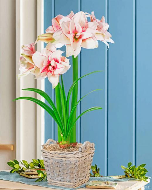 Elvas Amaryllis Pot Painting By Numbers Kits