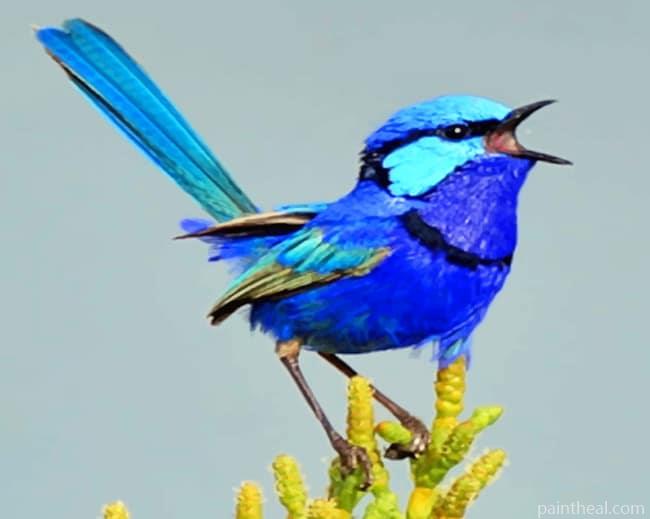 Blue Wren Painting By Numbers Kits