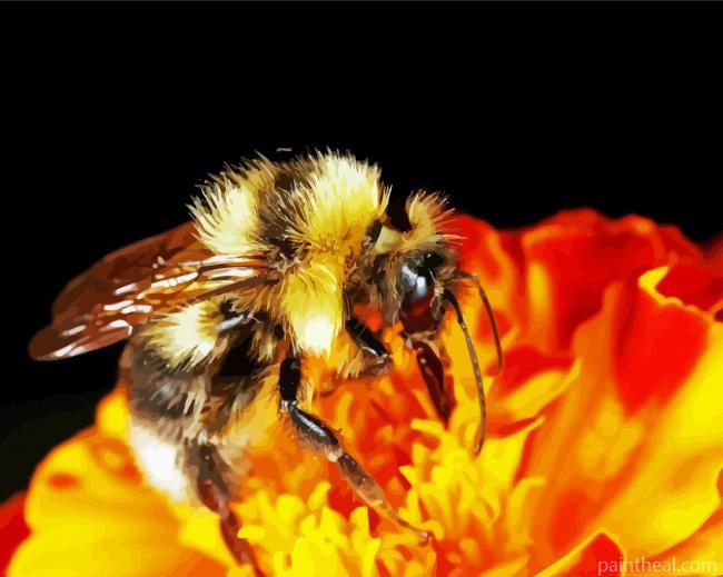 Bumblebee Insect Orange Flower Painting By Numbers Kits