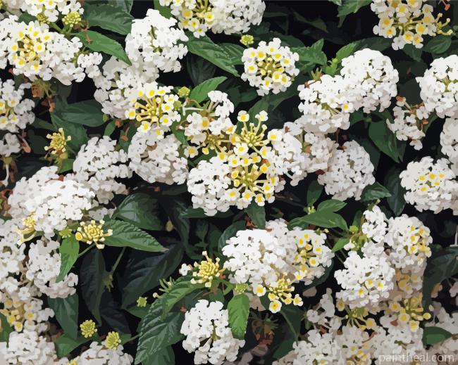 White Lantanas Flowers Painting By Numbers Kits
