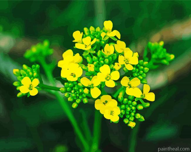 Yellow Alyssum Painting By Numbers Kits