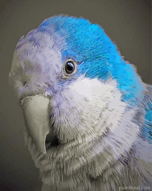Blue Quaker Parrot Head Painting By Numbers Kits