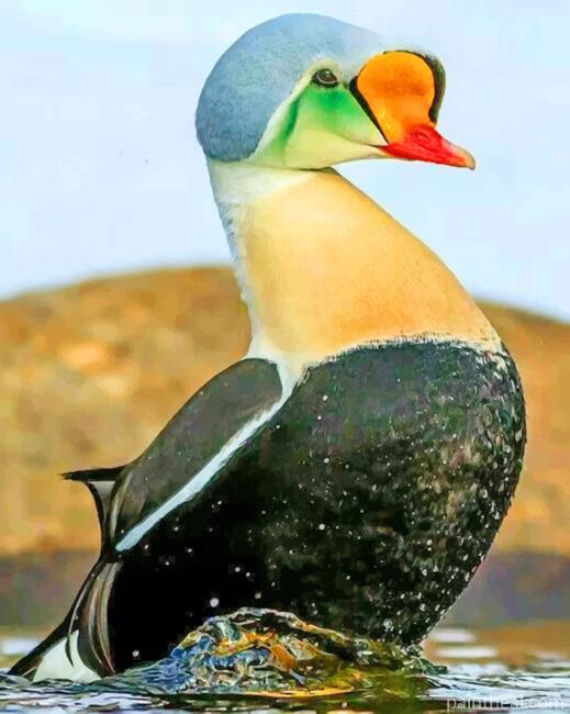 King Eider Bird Painting By Numbers Kits