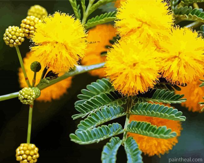 Close Up Mimosa Plant Painting By Numbers Kits