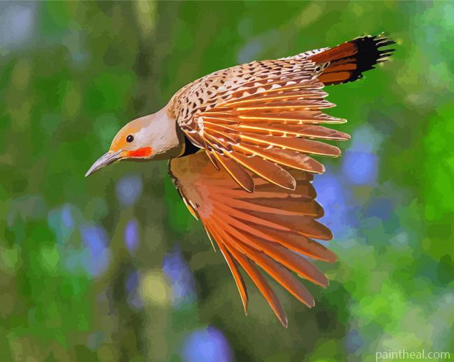 Northern Flicker Bird Painting By Numbers Kits