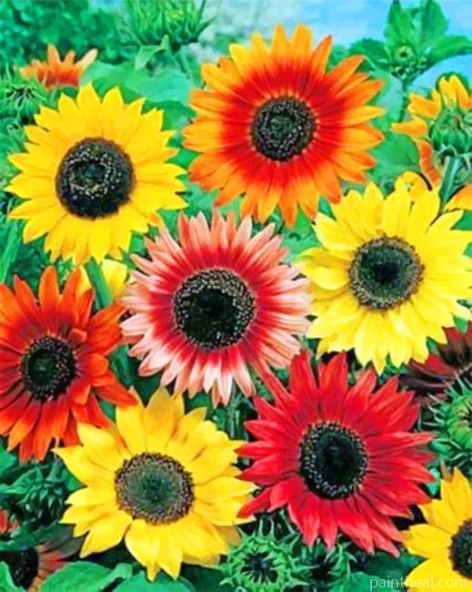Colorful Sunflowers NEW Painting By Numbers Kits
