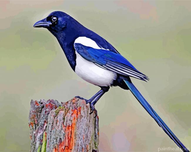Australian Magpie Painting By Numbers Kits