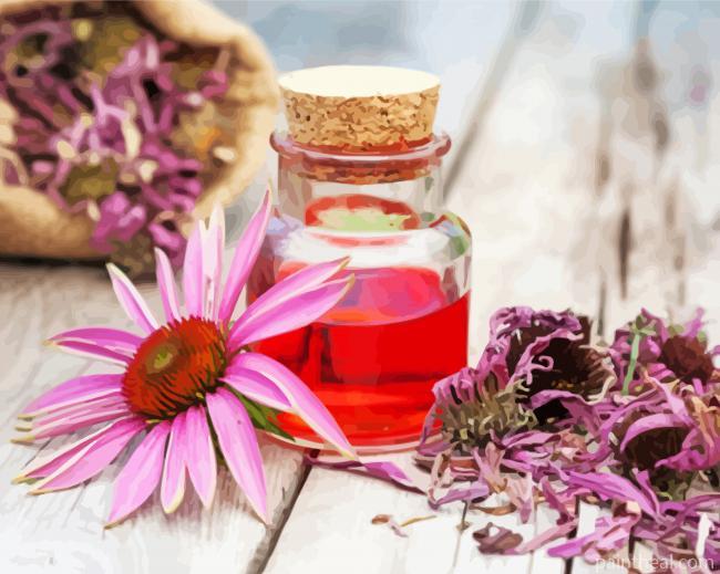 Aesthetic Echinacea Painting By Numbers Kits