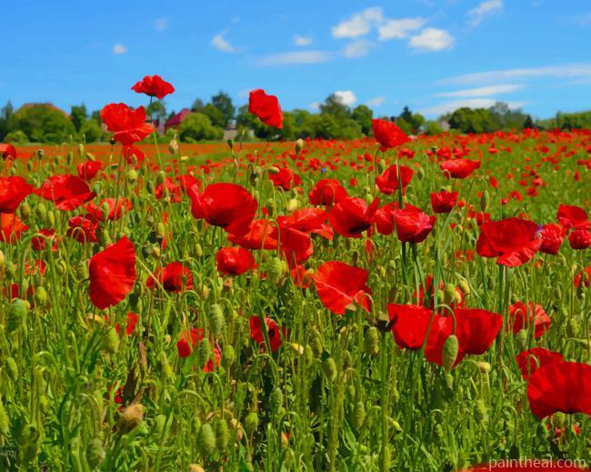 Poppy Flowers Field NEW Painting By Numbers Kits