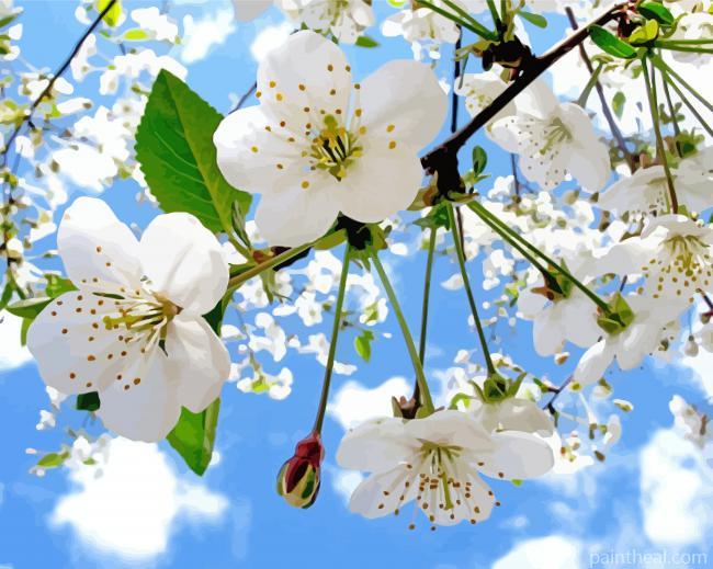 White Apple Blossom Painting By Numbers Kits