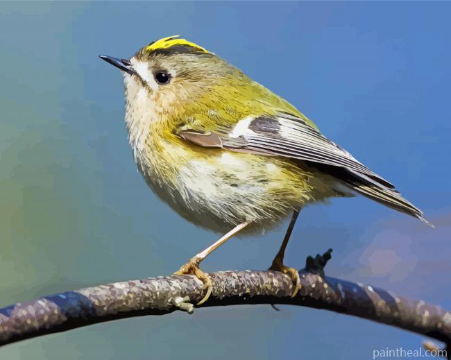 Goldcrest Bird Painting By Numbers Kits