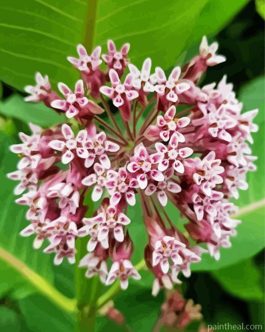 Milkweed Plant Painting By Numbers Kits