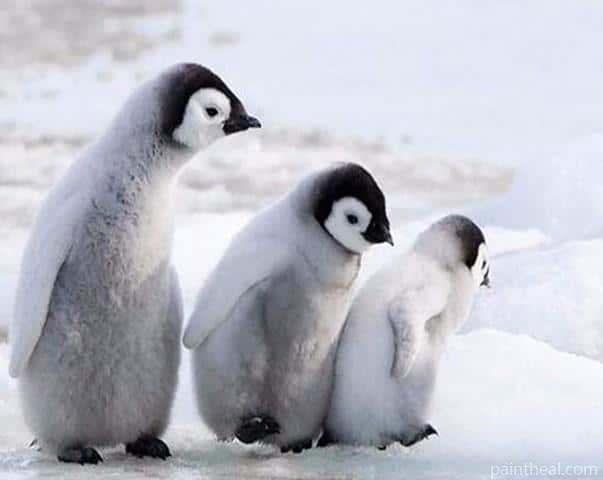 Emperor Penguin Chick Painting By Numbers Kits